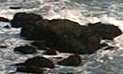 Pacific coast