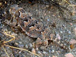 Horned Lizard