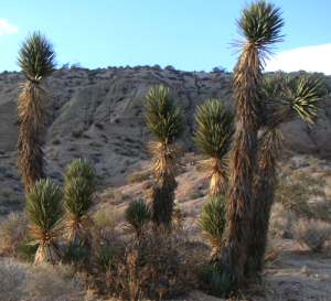 Yucca